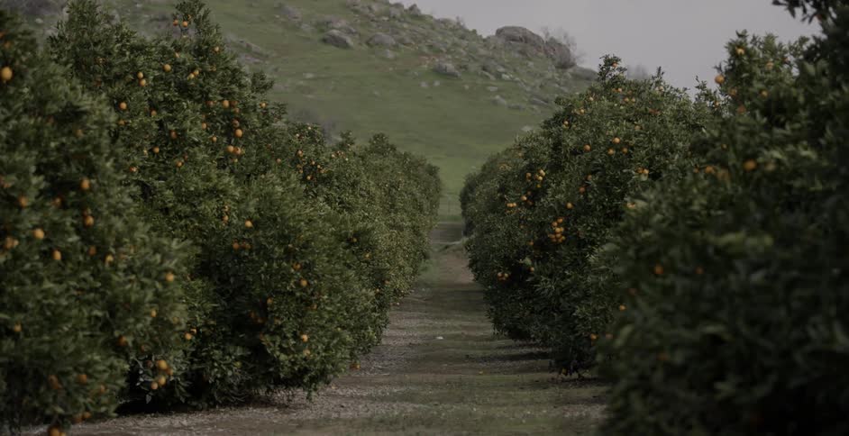 A fruit orchard with a path between the trees