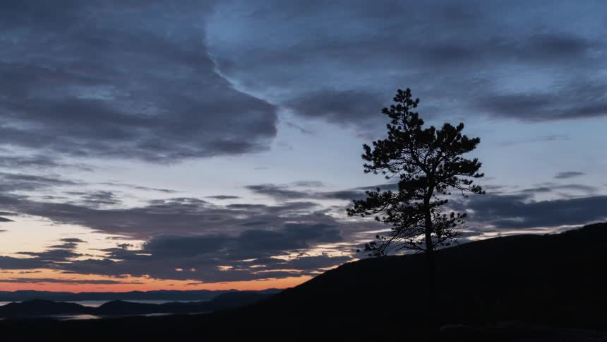 The hillside has a single pine tree at dawn