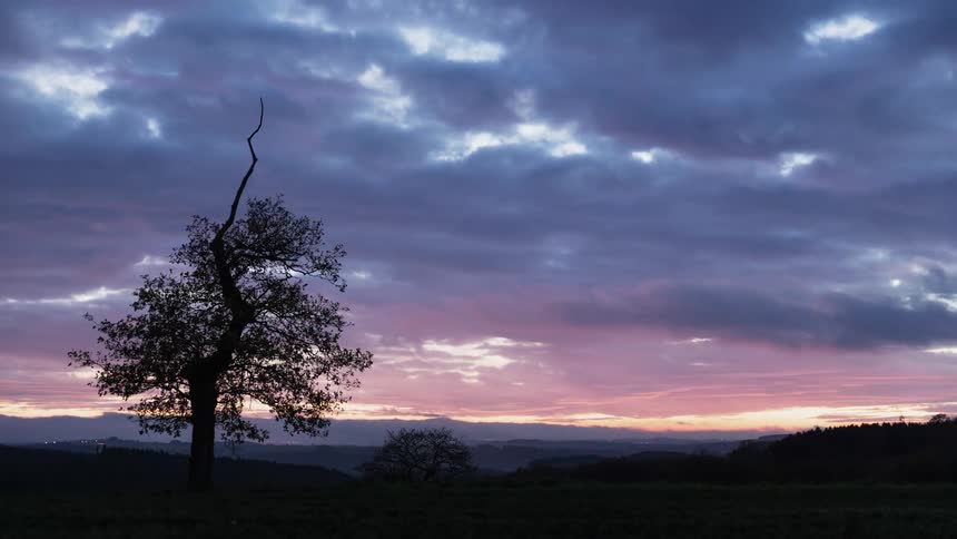 There is one tree on this field at dawn