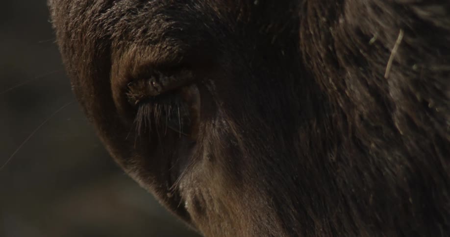 An ox slowly opens its eye