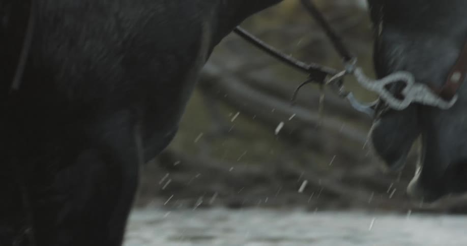 A horse walking in a stream stops to drink