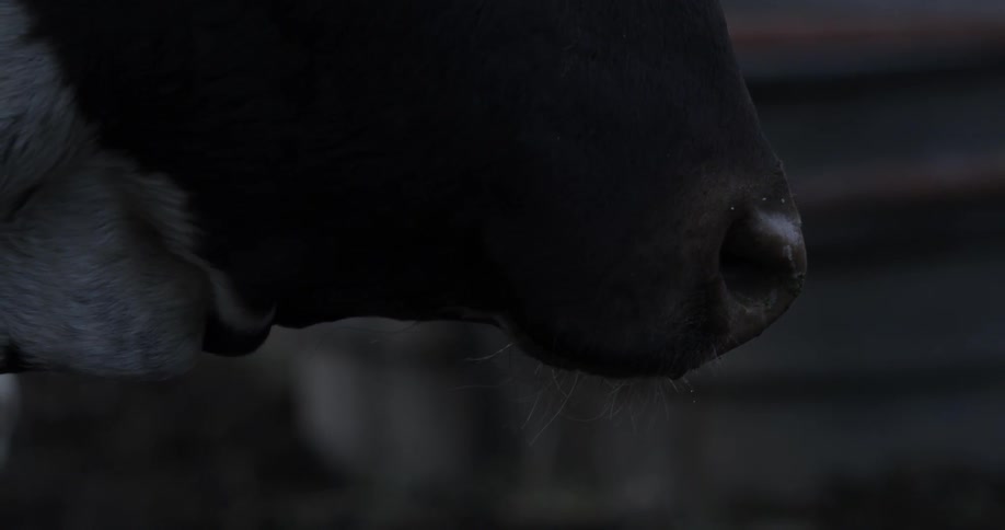 A large ox is looking forward
