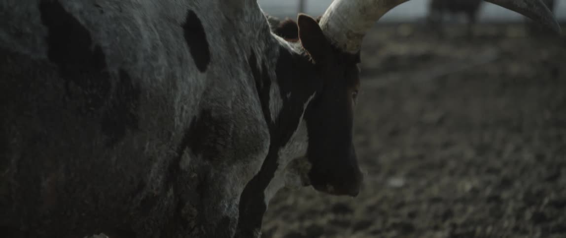 A large ox walks around on the ranch