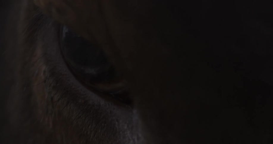 A brown furry animal blinks