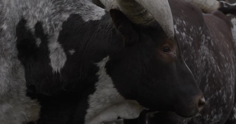 A bull eats on a ranch