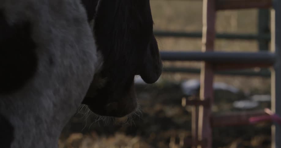 An ox slowly turns and opens its mouth