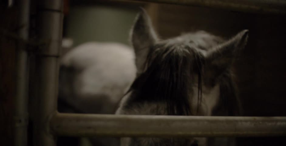 White horse standing in a stable