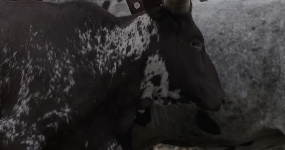 An ox walks past another large ox