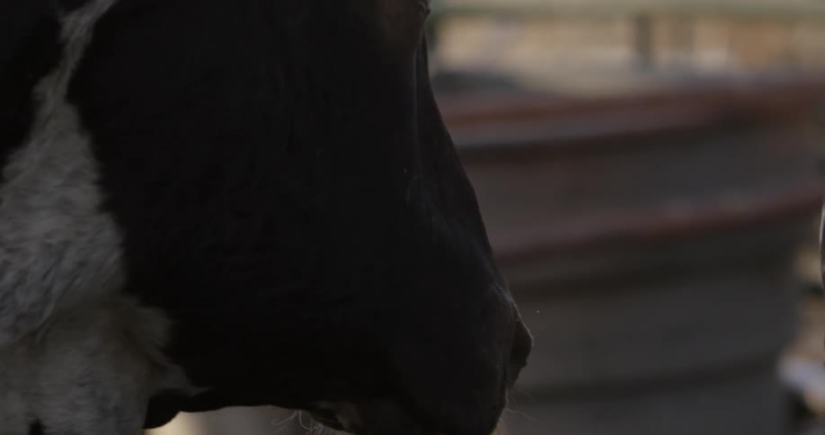 A bull is looking forward by a fence