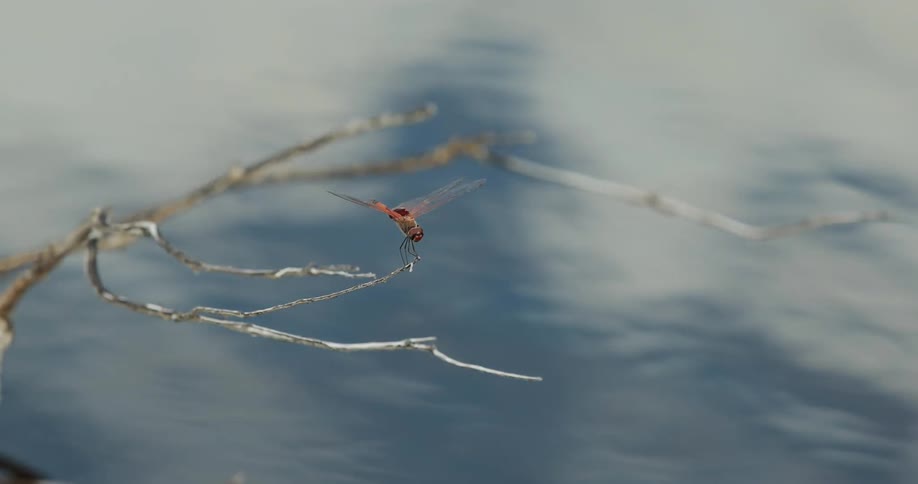 A dragonfly sits perched on a branch above water