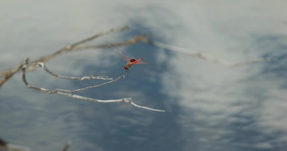 A dragonfly resting on a tree branch over water