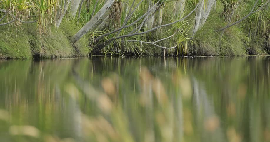A small, still body of water surrounded by trees