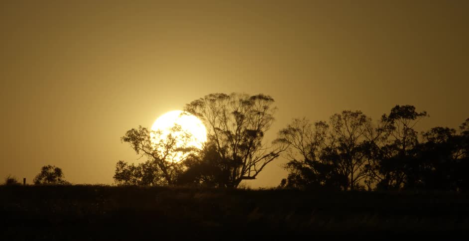 The sun behind some trees