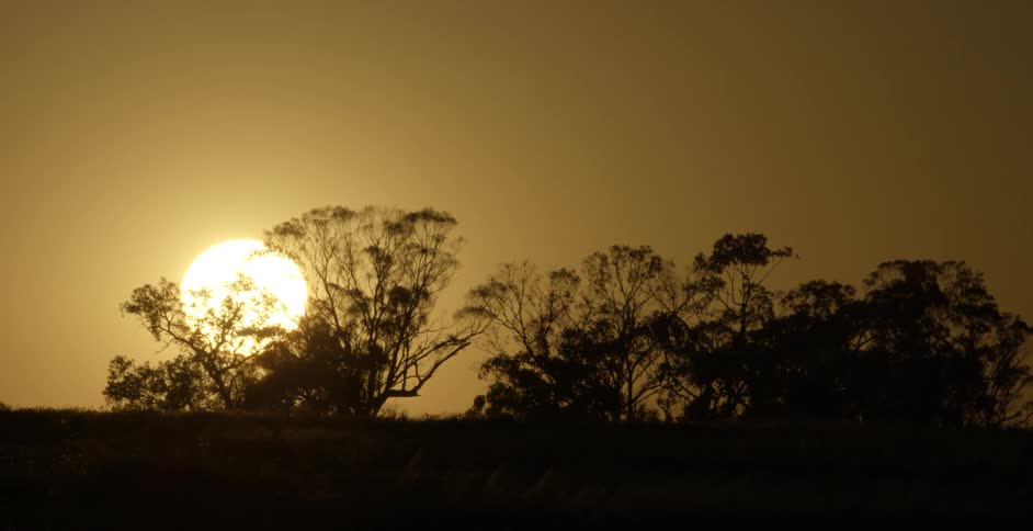 The sun getting ready to set behind some trees