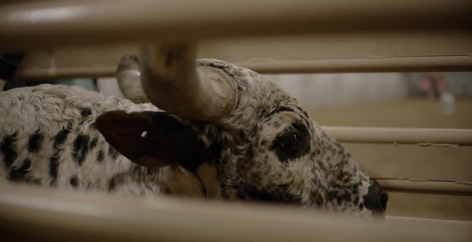 A steer trapped in a pen wags its ear