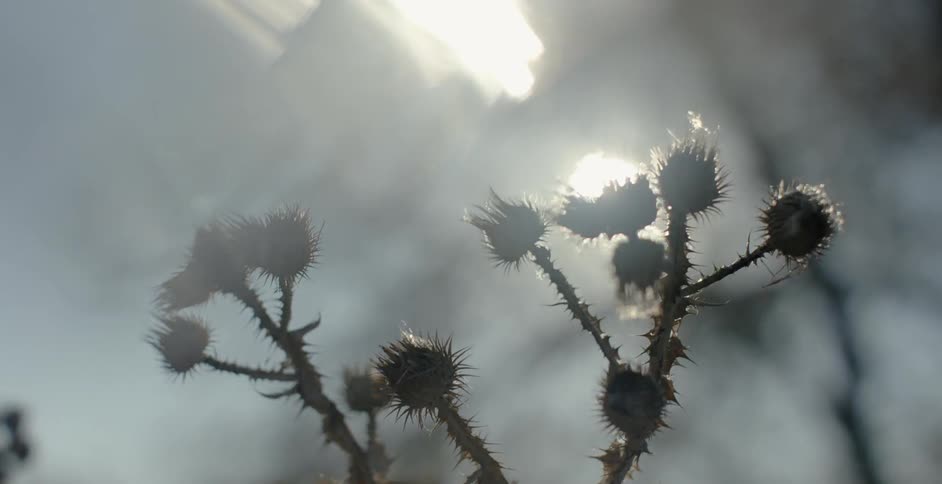 Sunlight shines over a thorny plant