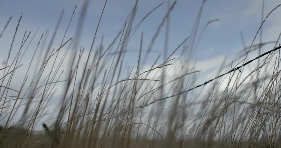 Grass grows near a barbed wire fence