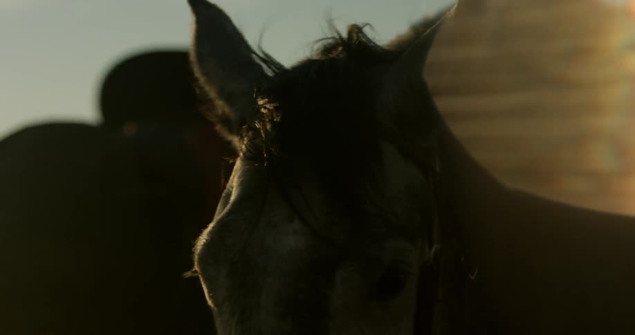 A cowboy brushes down a horse