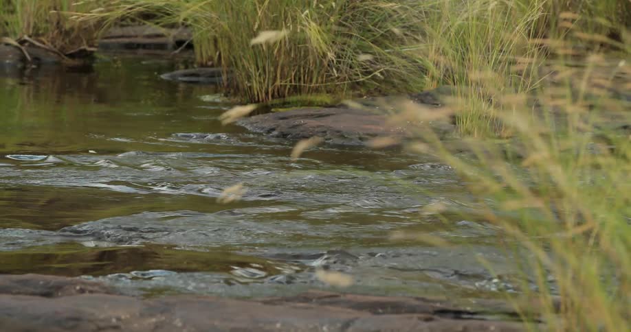 Water flows in a stream surrounded by tall grass