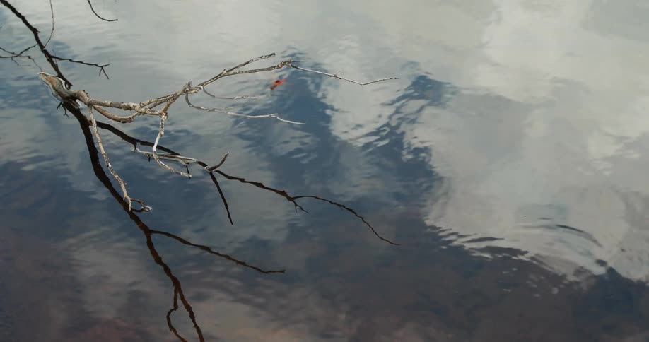 A tree branch poking out of the water