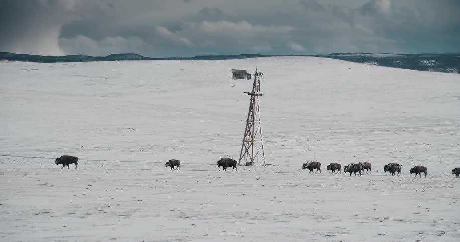 Buffalo cross a snowy field on a cloudy day