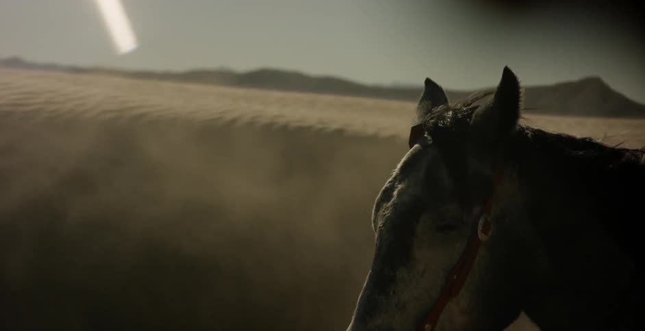 Horse stands outside while wind blows sand