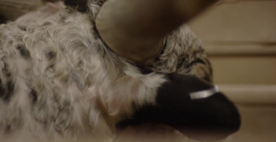 A steer is moving its head and ears as it stands in a pen