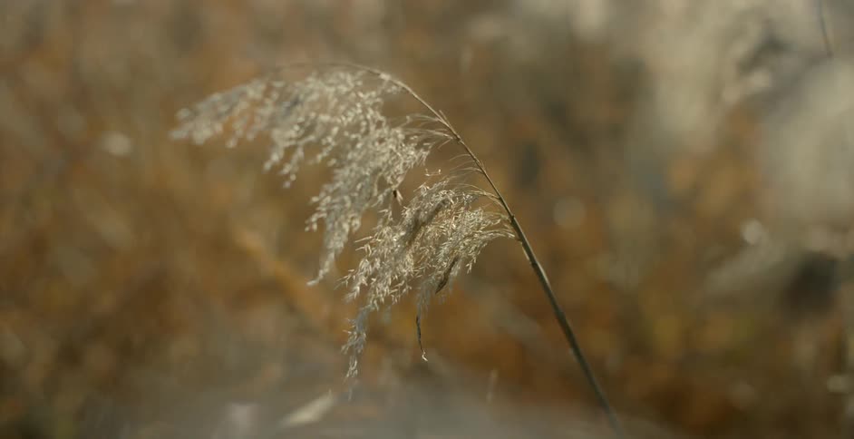 Dust falling down onto a weed