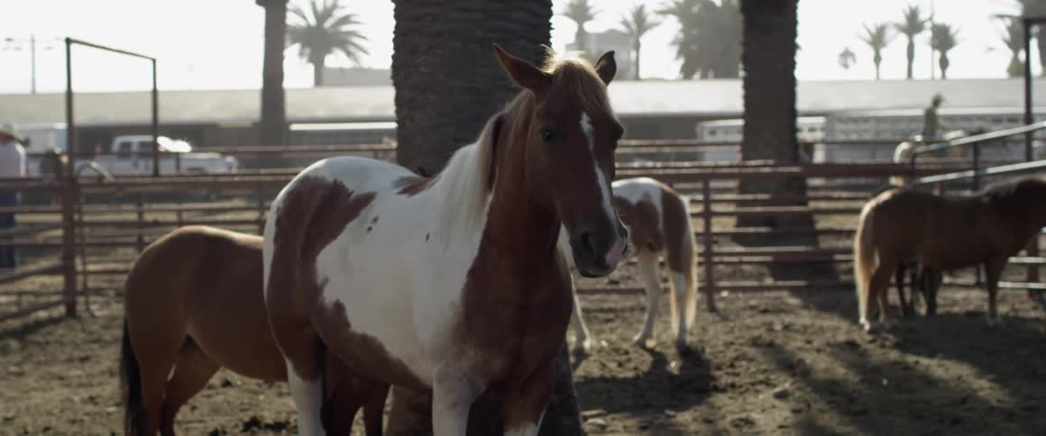 People are herding horses on a ranch
