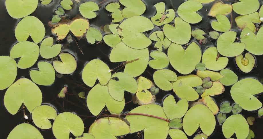 Lily pads float on the surface of a pond