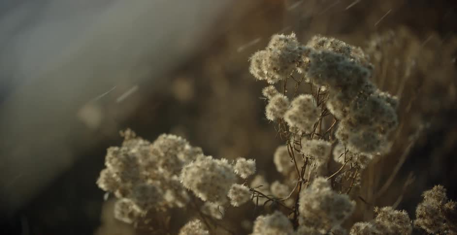 Weeds blowing in the wind on a sunny day
