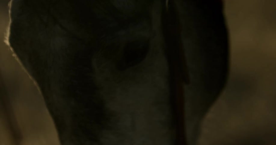A horse is grazing on grass during the day