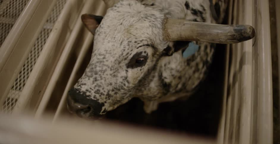 A bull is behind a cage looking around