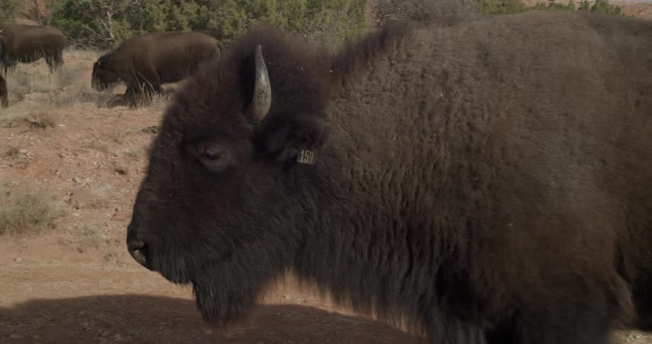 Buffalo walk in the wilderness on a sunny day