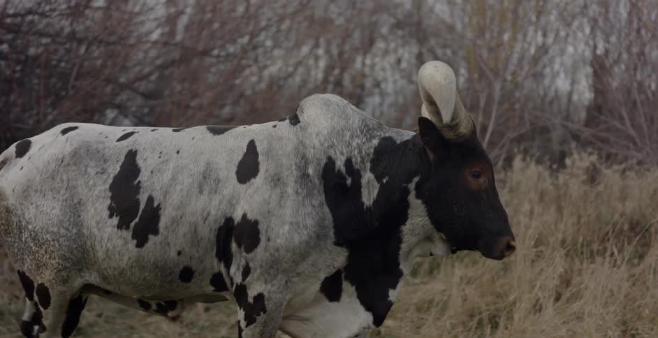 Cattle walking by tree branches