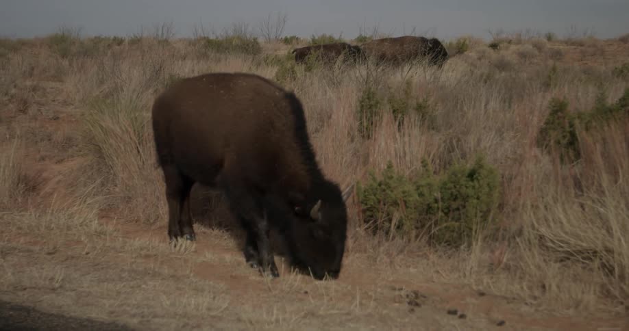 A buffalo grazes in a grassy field