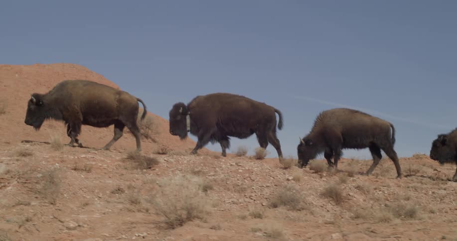 Several buffalo walk in a line on a prairie