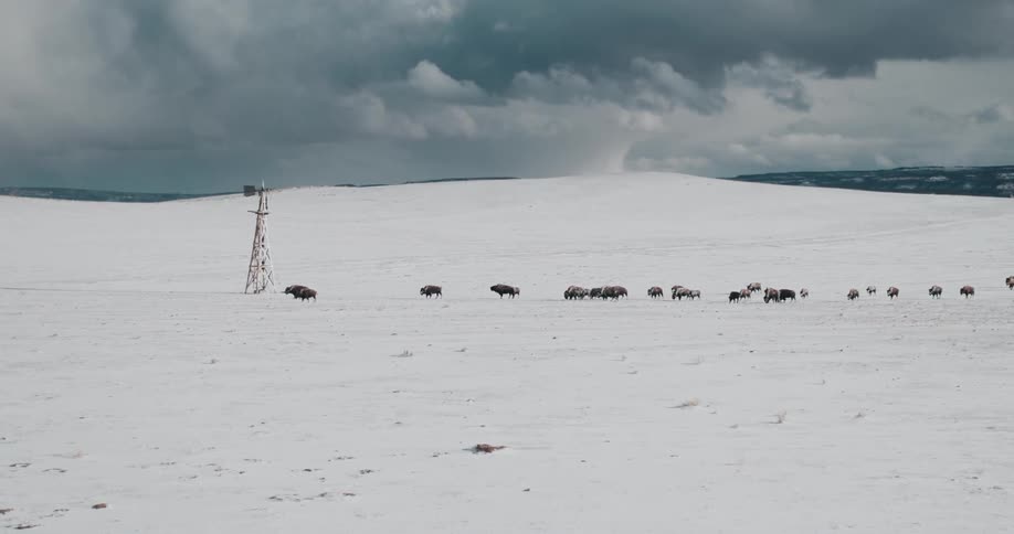 Buffalo stand in a snowy field on a cloudy day