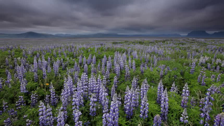 Purple flowers breeze in a field under heavy clouds