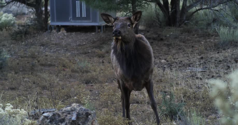 A grazing deer looks around