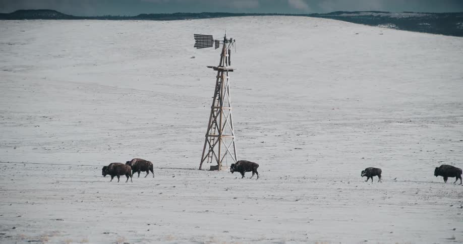 A herd of buffalo roaming in the sand near a windmill