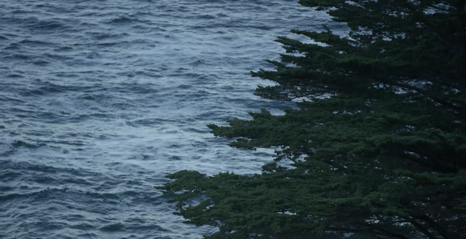 Small waves near green branches