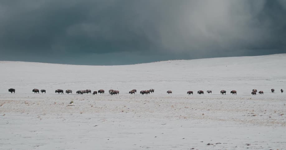 Buffalo graze in a field