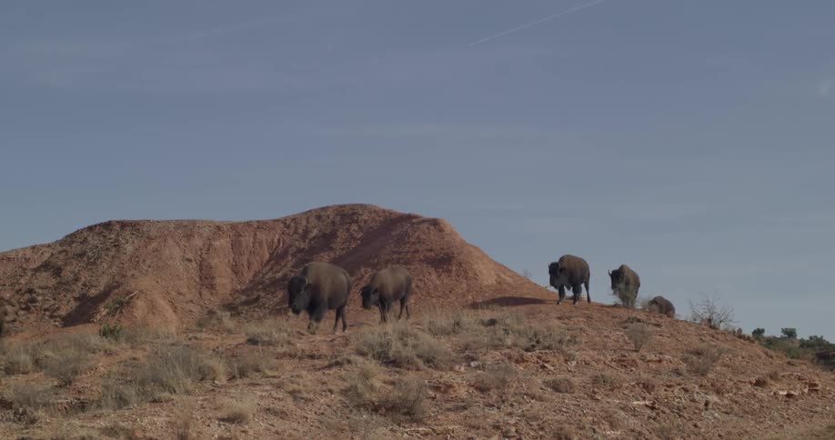 Some buffalo walk along the hills