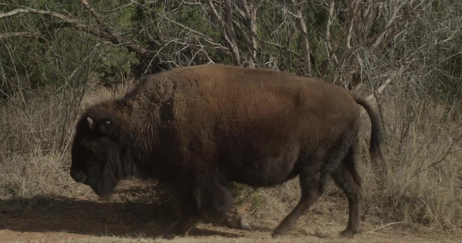 A buffalo walks nears shrubs on a sunny day
