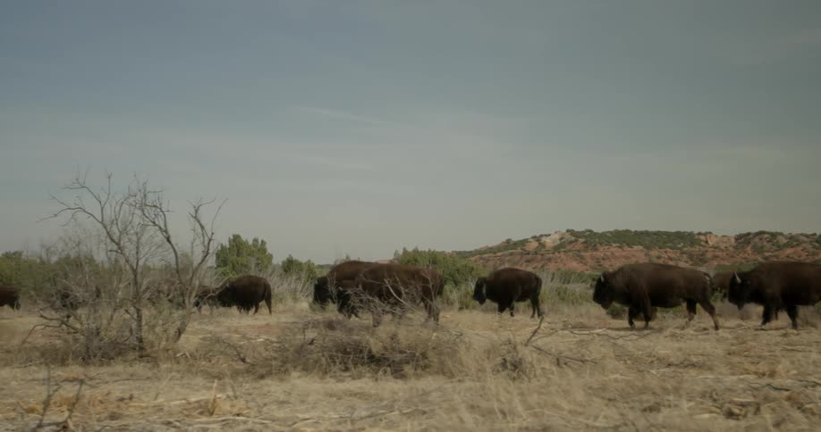 Bison or buffalo are walking in a herd during the day