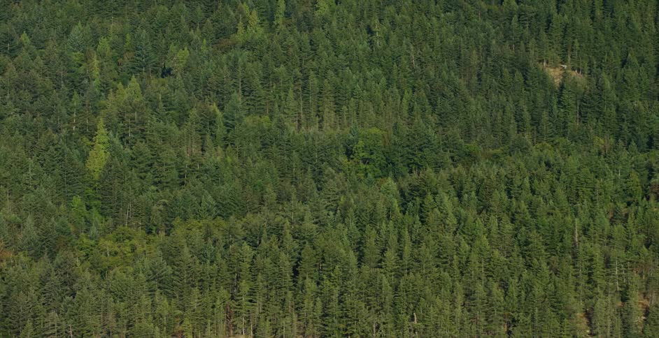 The green tree tops of a forest