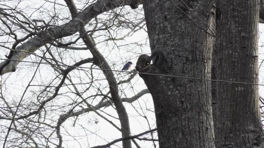 A squirrel sits perched part of the way up a tree and climbs up