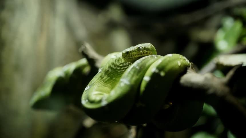 A green snake is twisted around the branch