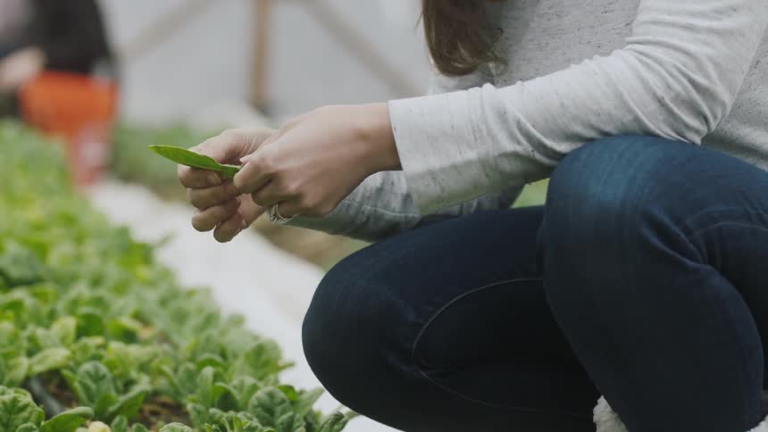 People picking crops